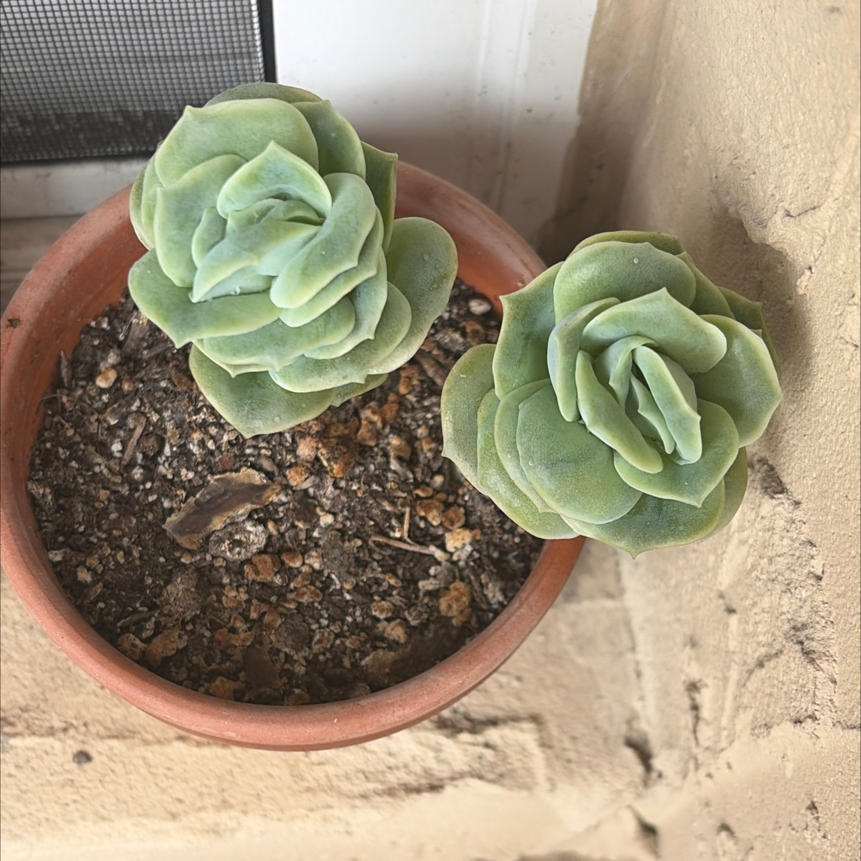 Photo of the plant species Graptoveria 'Lovely Rose' by @SharpCatgrass31 named Lovey on Greg, the plant care app