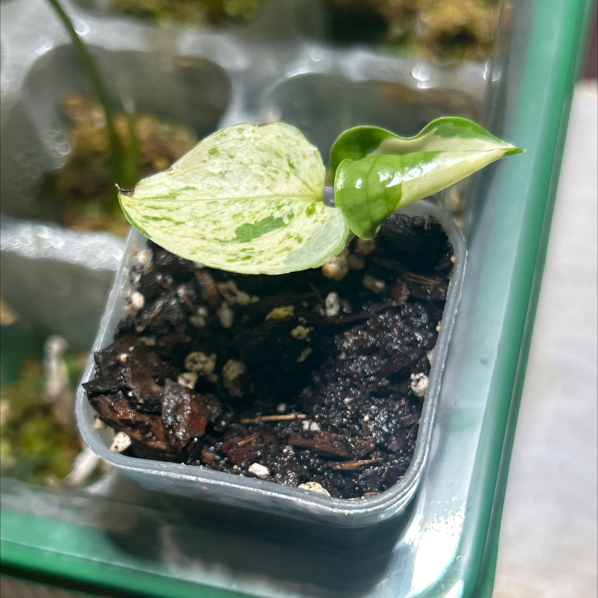 Photo of the plant species Philodendron Burle Marx by @SharpCatgrass31 named Wow so burley on Greg, the plant care app