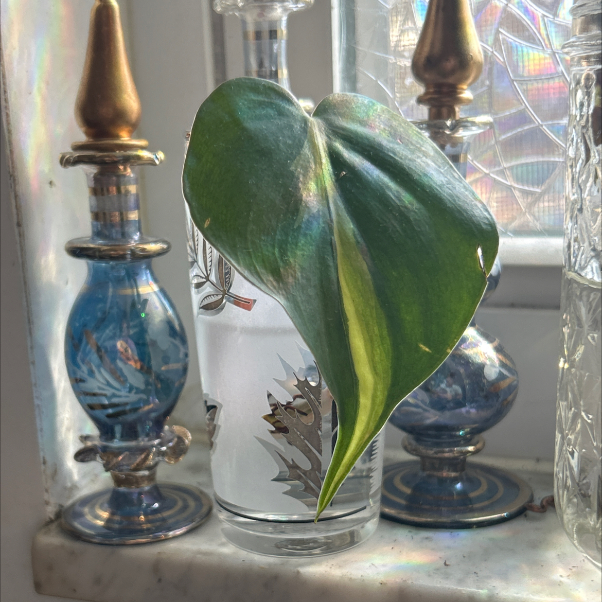 Photo of the plant species philodendron silver stripe by @SharpCatgrass31 named Delilah on Greg, the plant care app