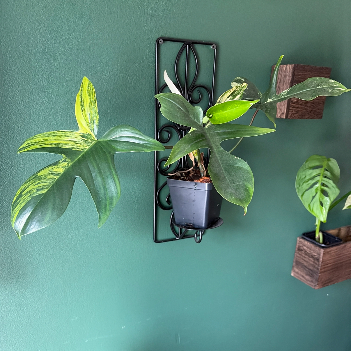 Photo of the plant species Variegated Florida Beauty Philodendron by @SharpCatgrass31 named Beauty on Greg, the plant care app