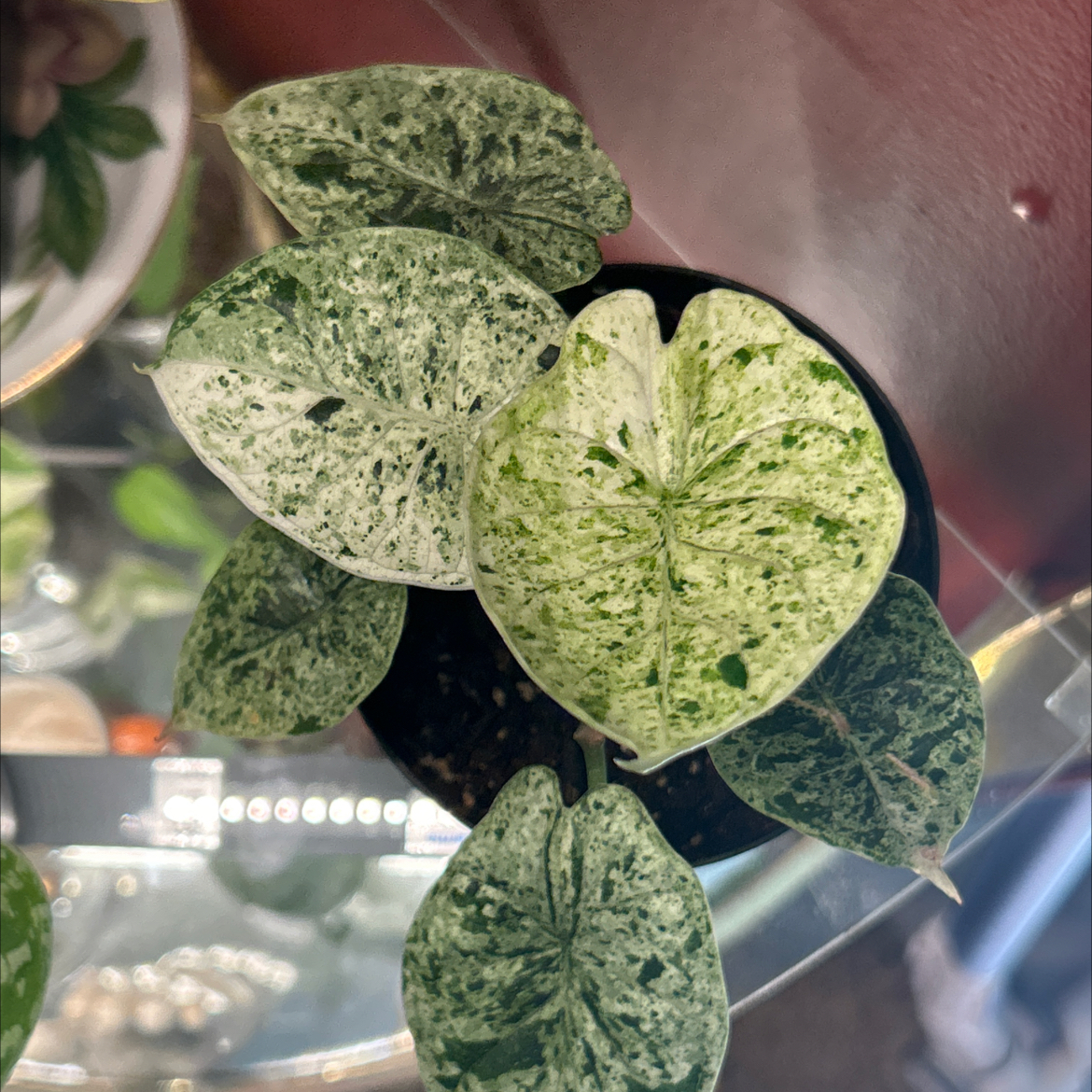 Photo of the plant species Alocasia Dragon Scale mint Verigated by @SharpCatgrass31 named Mint Dragon on Greg, the plant care app