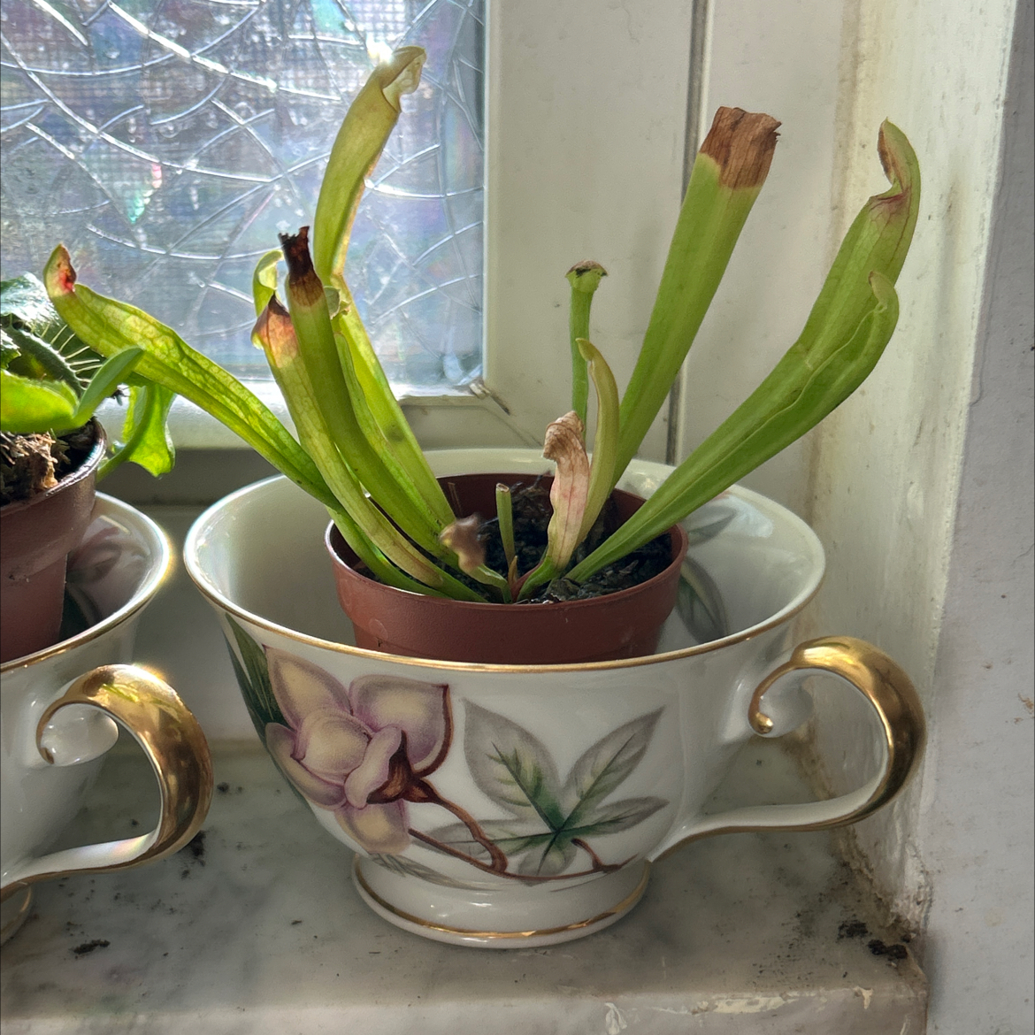 Photo of the plant species Yellow Trumpets by @SharpCatgrass31 named Trumpy on Greg, the plant care app