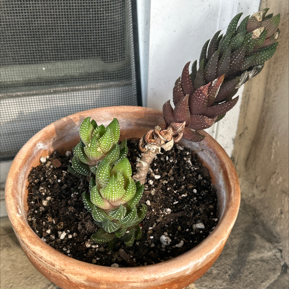 Photo of the plant species Zebra Wart by @SharpCatgrass31 named Wart on Greg, the plant care app