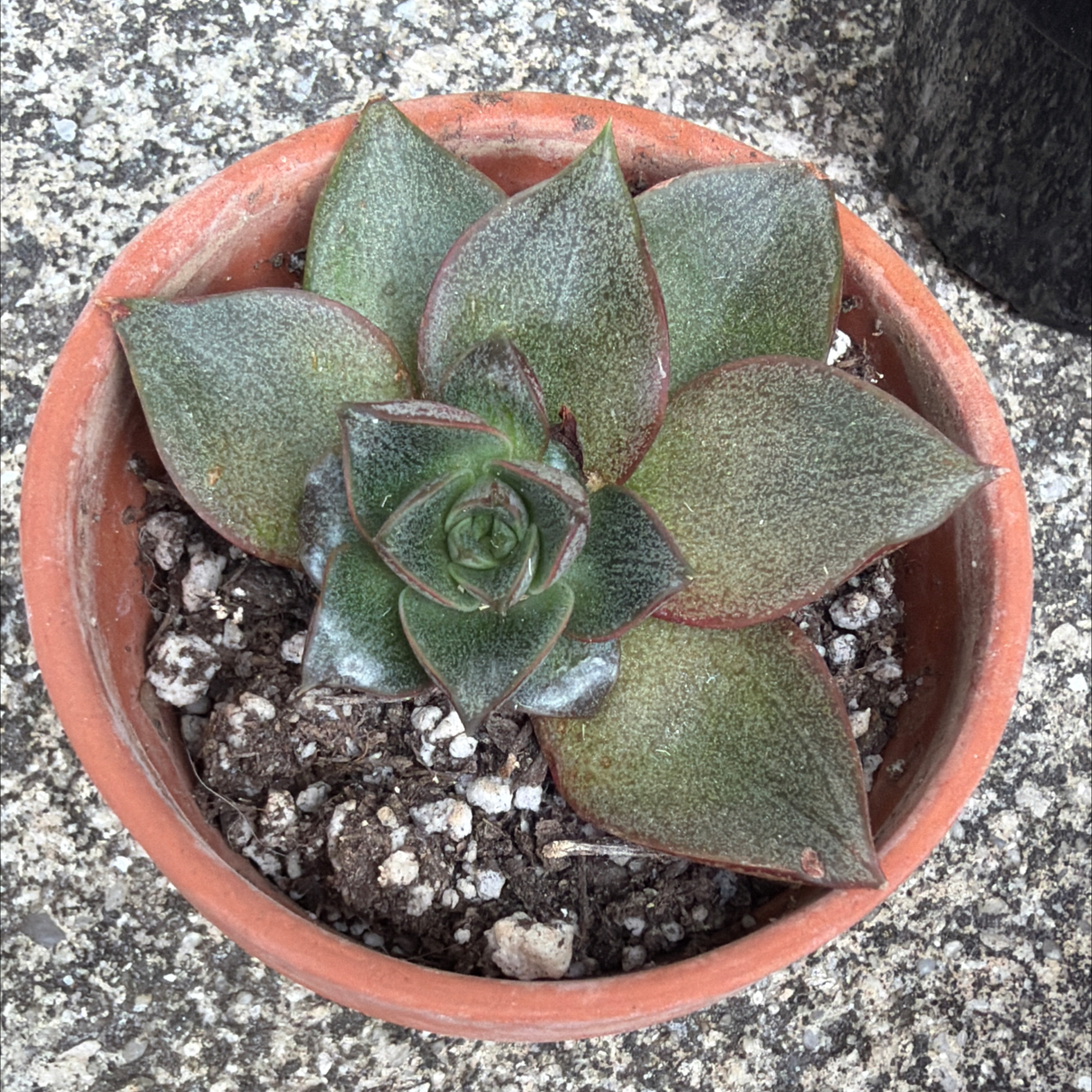 Photo of the plant species Echeveria 'Dionysos' by @SharpCatgrass31 named Dionysos on Greg, the plant care app