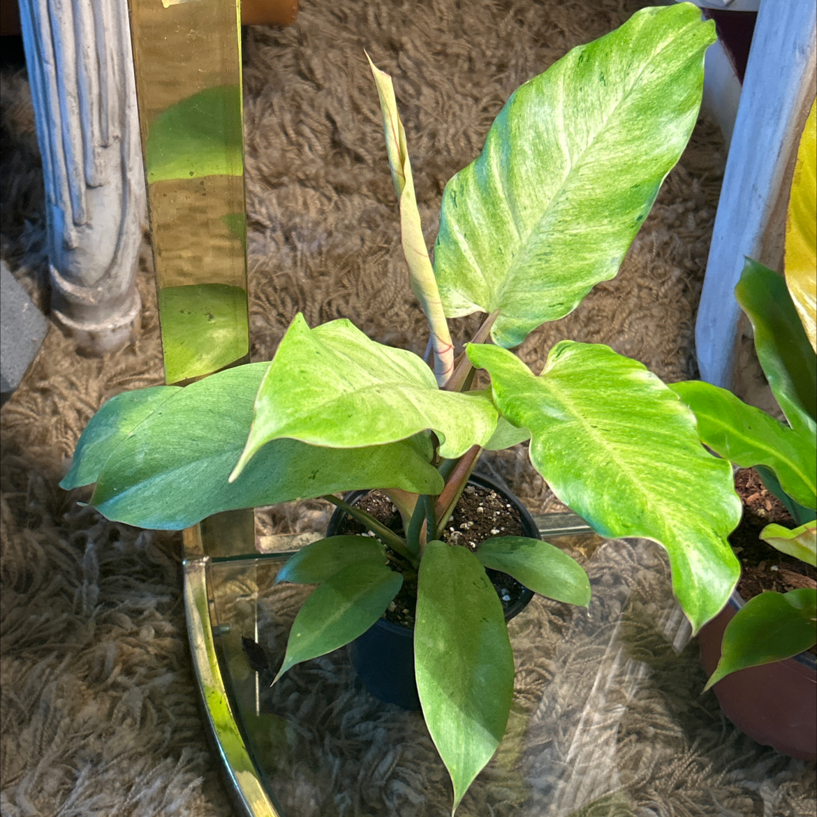 Photo of the plant species Philodendron Snowdrift by @SharpCatgrass31 named Snowy on Greg, the plant care app