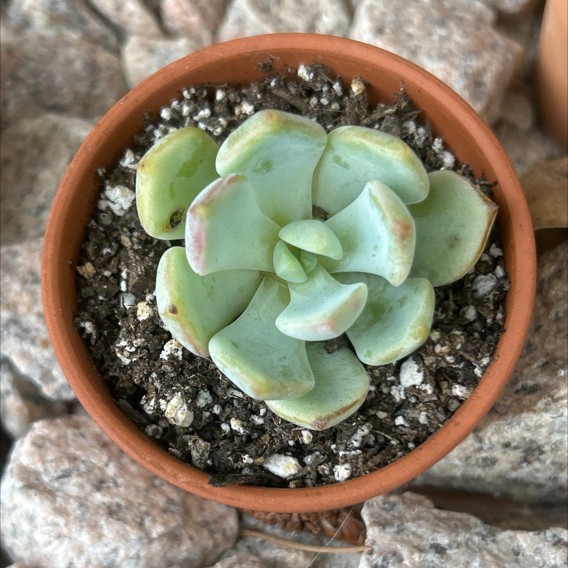 Photo of the plant species Echeveria 'Moonglow' by @SharpCatgrass31 named Moonglow on Greg, the plant care app