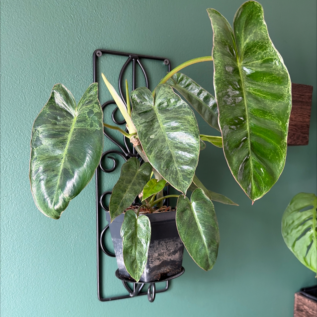 Photo of the plant species Philodendron by @SharpCatgrass31 named Peter Pariso on Greg, the plant care app