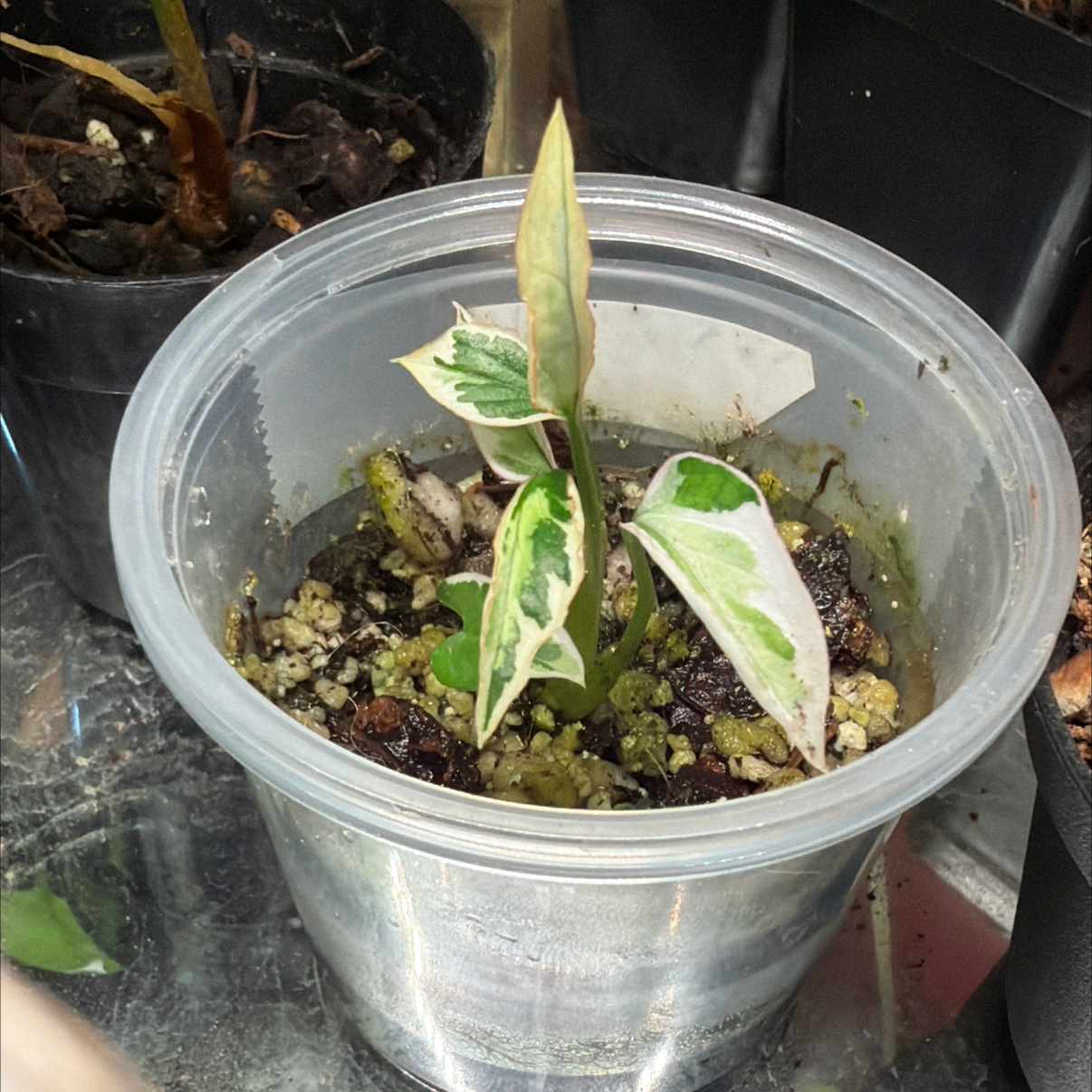 Photo of the plant species Syngonium Starlite by @SharpCatgrass31 named Starlite on Greg, the plant care app
