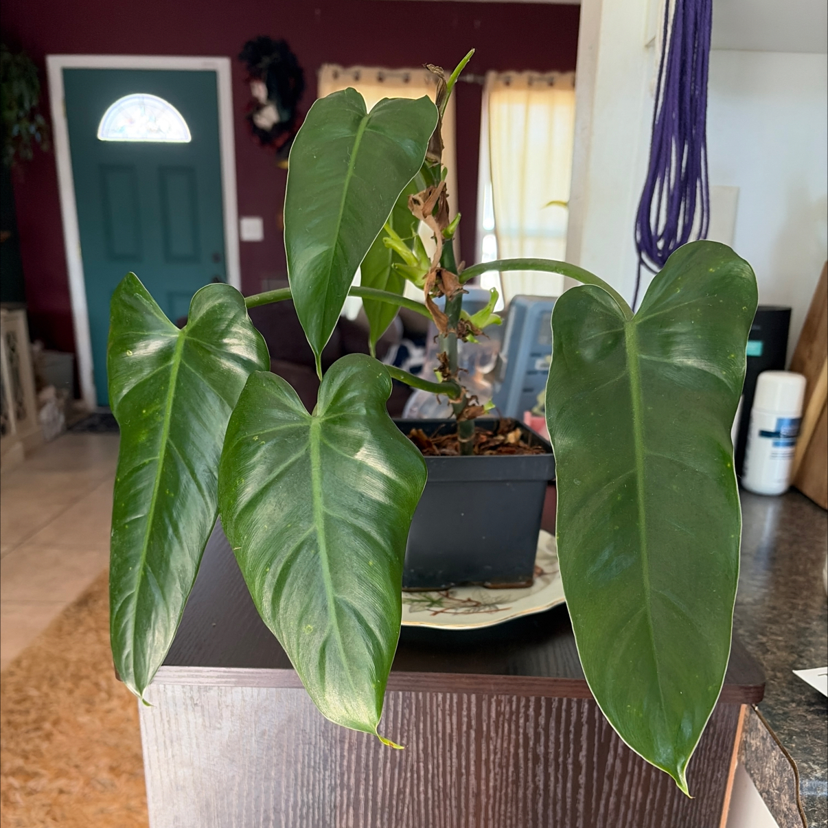 Photo of the plant species Philodendron Verigated Domesticum by @SharpCatgrass31 named Domie on Greg, the plant care app