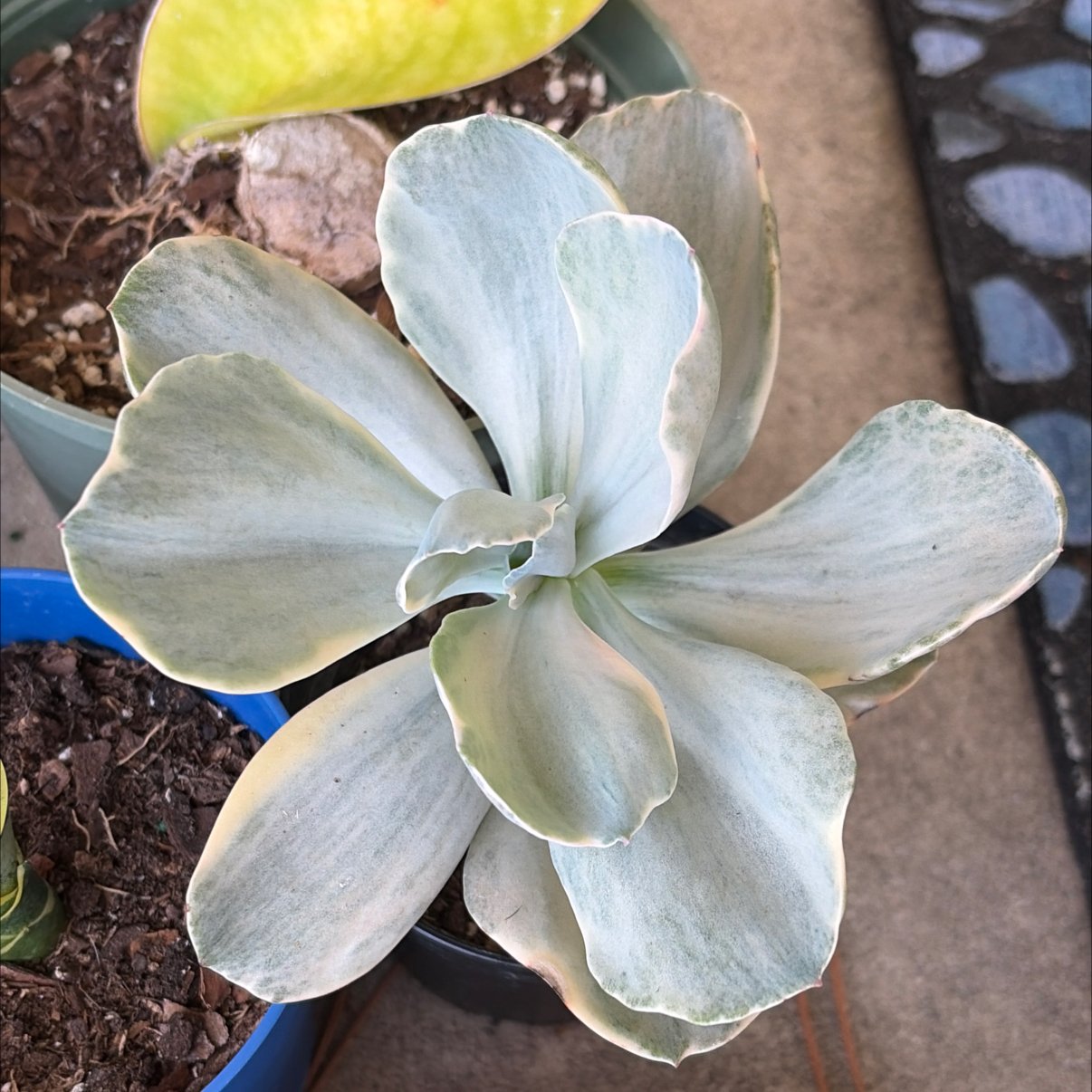 Photo of the plant species Echeveria Decora Variegata by @SharpCatgrass31 named Decora on Greg, the plant care app
