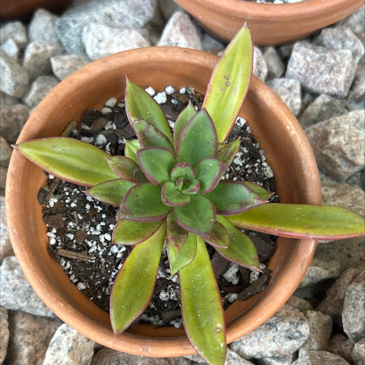 Photo of the plant species Echeveria Hybrid by @SharpCatgrass31 named Raquel on Greg, the plant care app