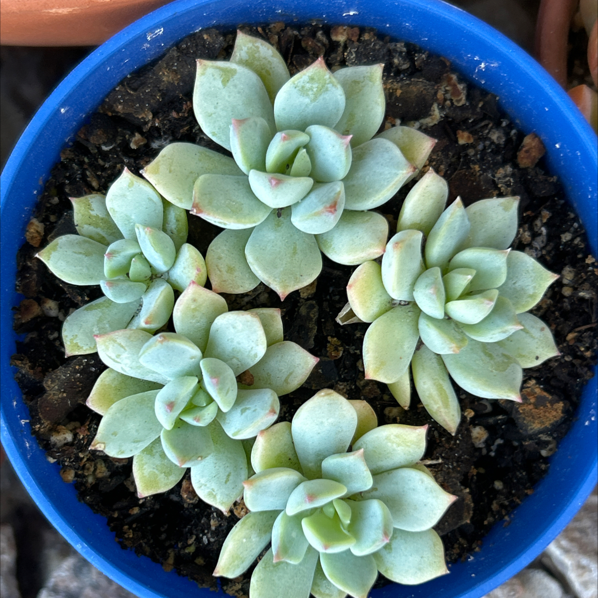 Photo of the plant species Porcelain Plant by @SharpCatgrass31 named Keely on Greg, the plant care app