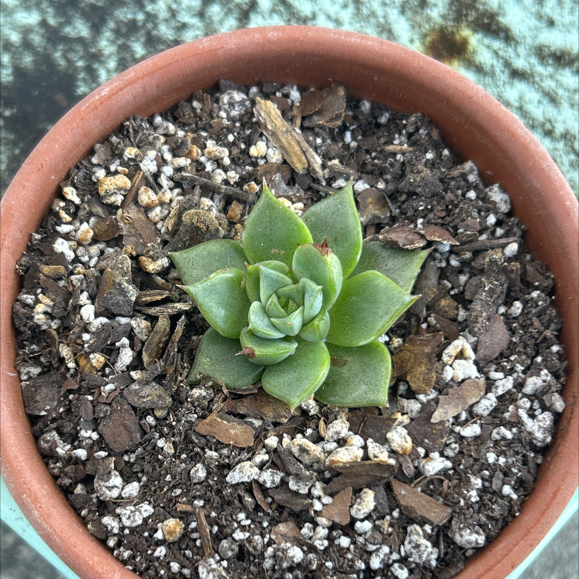 Photo of the plant species Echeveria Ramillette by @SharpCatgrass31 named Math on Greg, the plant care app