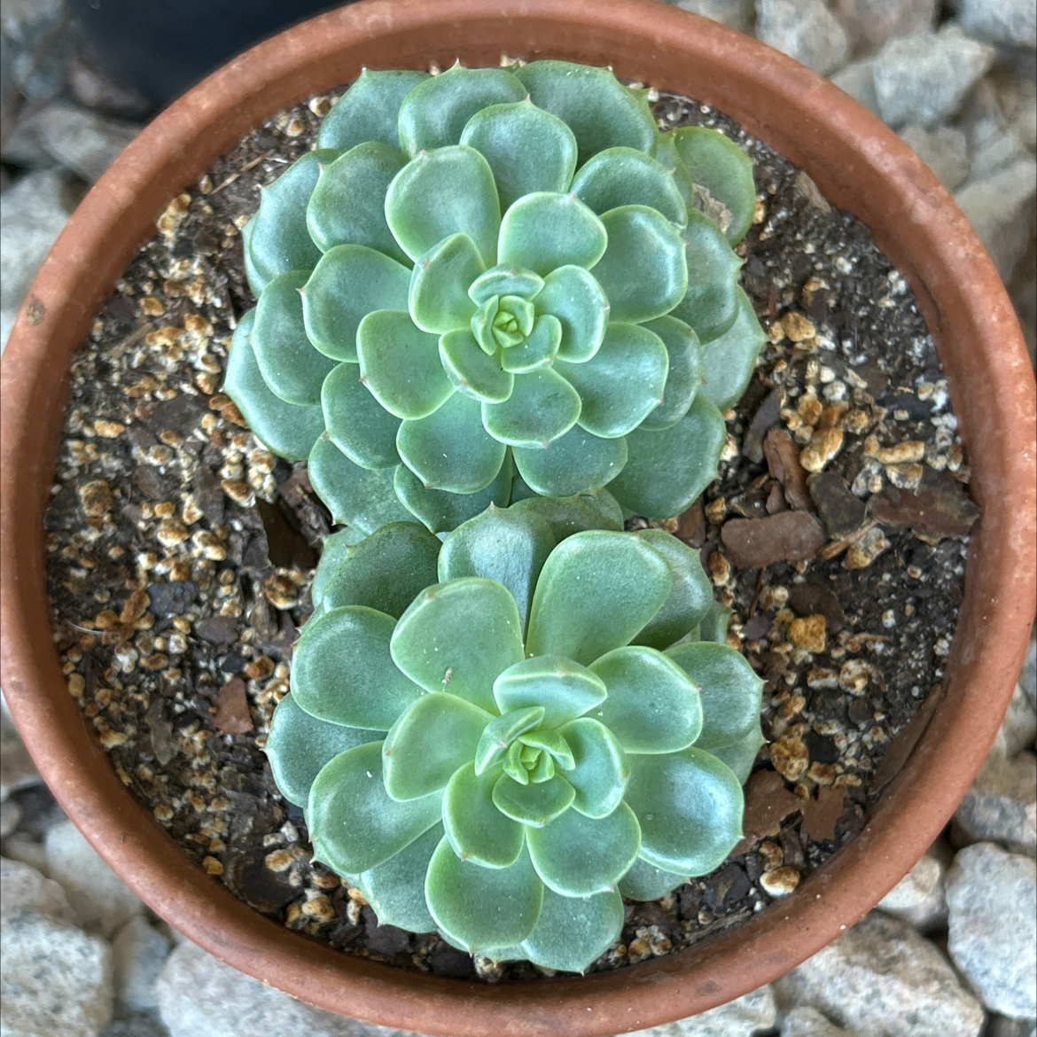 Photo of the plant species Elfstone by @SharpCatgrass31 named Esmerelda on Greg, the plant care app