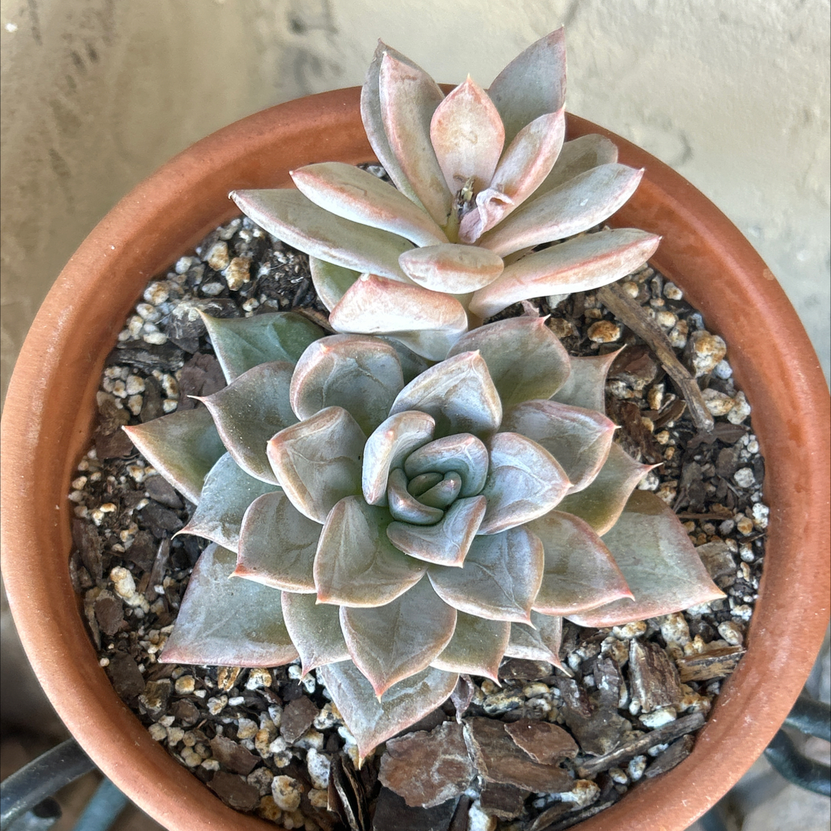Photo of the plant species Echeveria 'Silver Queen' by @SharpCatgrass31 named Silver on Greg, the plant care app