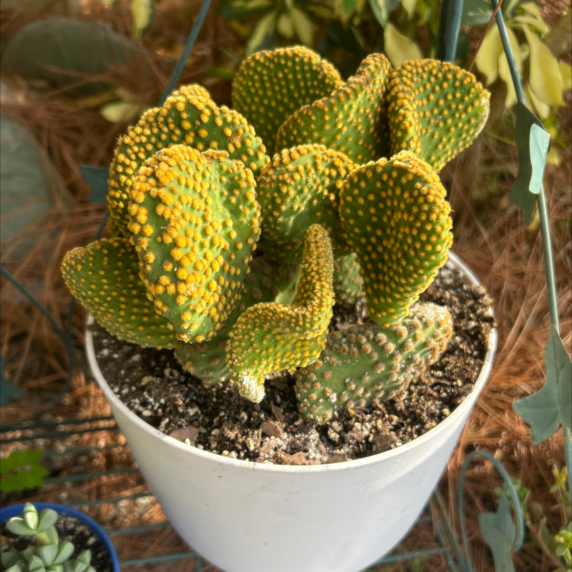 Photo of the plant species Crazy Bunny Ears by @SharpCatgrass31 named Einstein on Greg, the plant care app