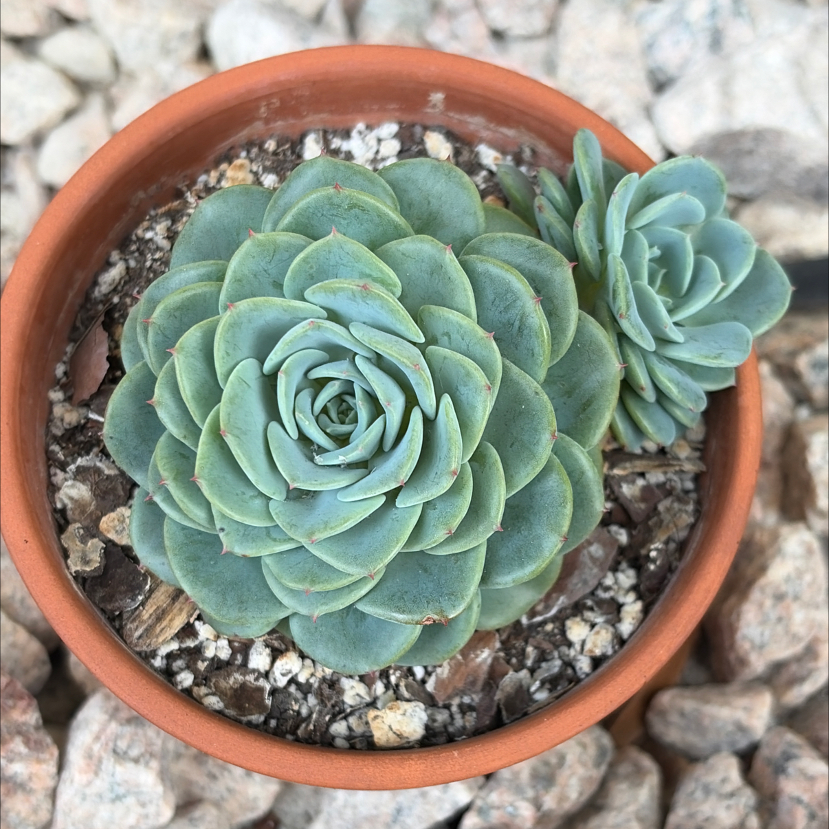Photo of the plant species Echeveria 'Galaxy Blue' by @SharpCatgrass31 named Galaxy on Greg, the plant care app