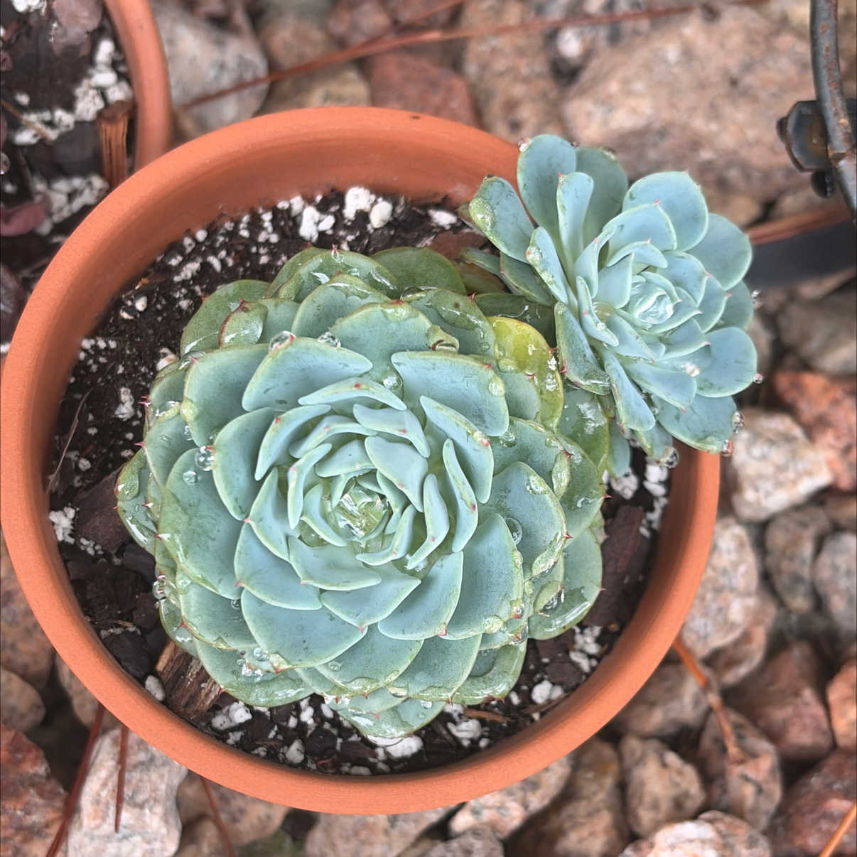 Photo of the plant species Echeveria 'Galaxy Blue' by @SharpCatgrass31 named Galaxy on Greg, the plant care app