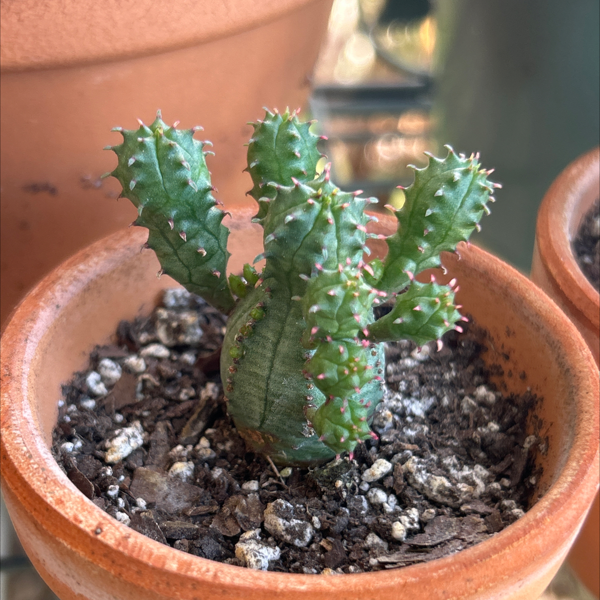 Photo of the plant species Euphorbia monstrose by @SharpCatgrass31 named Arnold on Greg, the plant care app