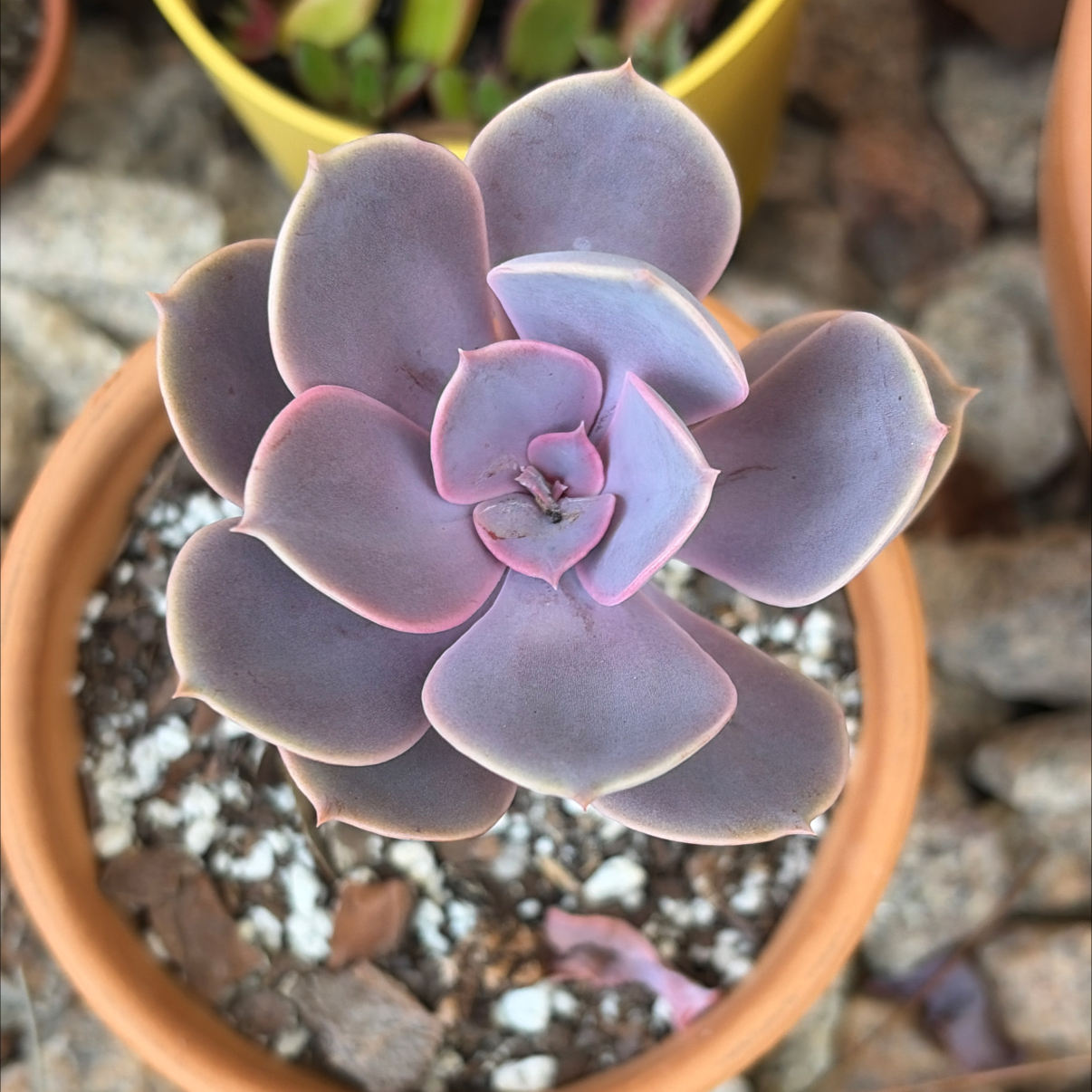 Photo of the plant species Echeveria 'Purple Perle von Nurnberg' by @SharpCatgrass31 named Purple Purle on Greg, the plant care app