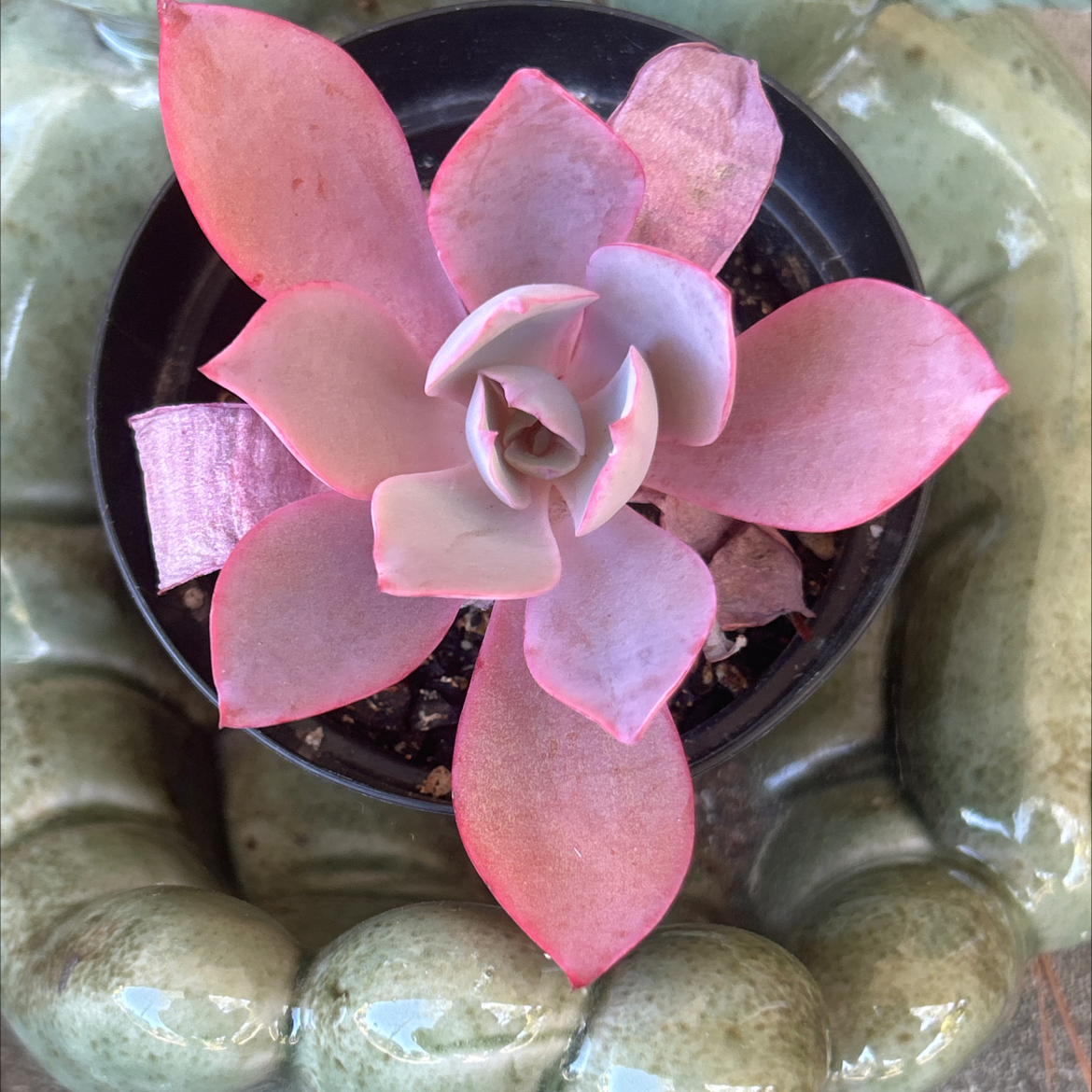 Photo of the plant species Echeveria 'Afterglow' by @SharpCatgrass31 named Glow on Greg, the plant care app
