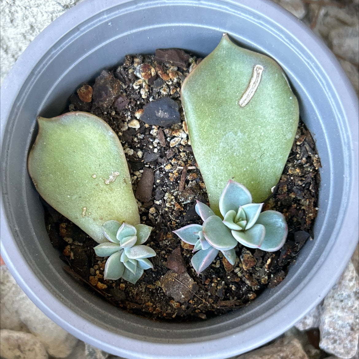 Photo of the plant species Echeveria 'Madiba' by @SharpCatgrass31 named Huckleberry Fern on Greg, the plant care app