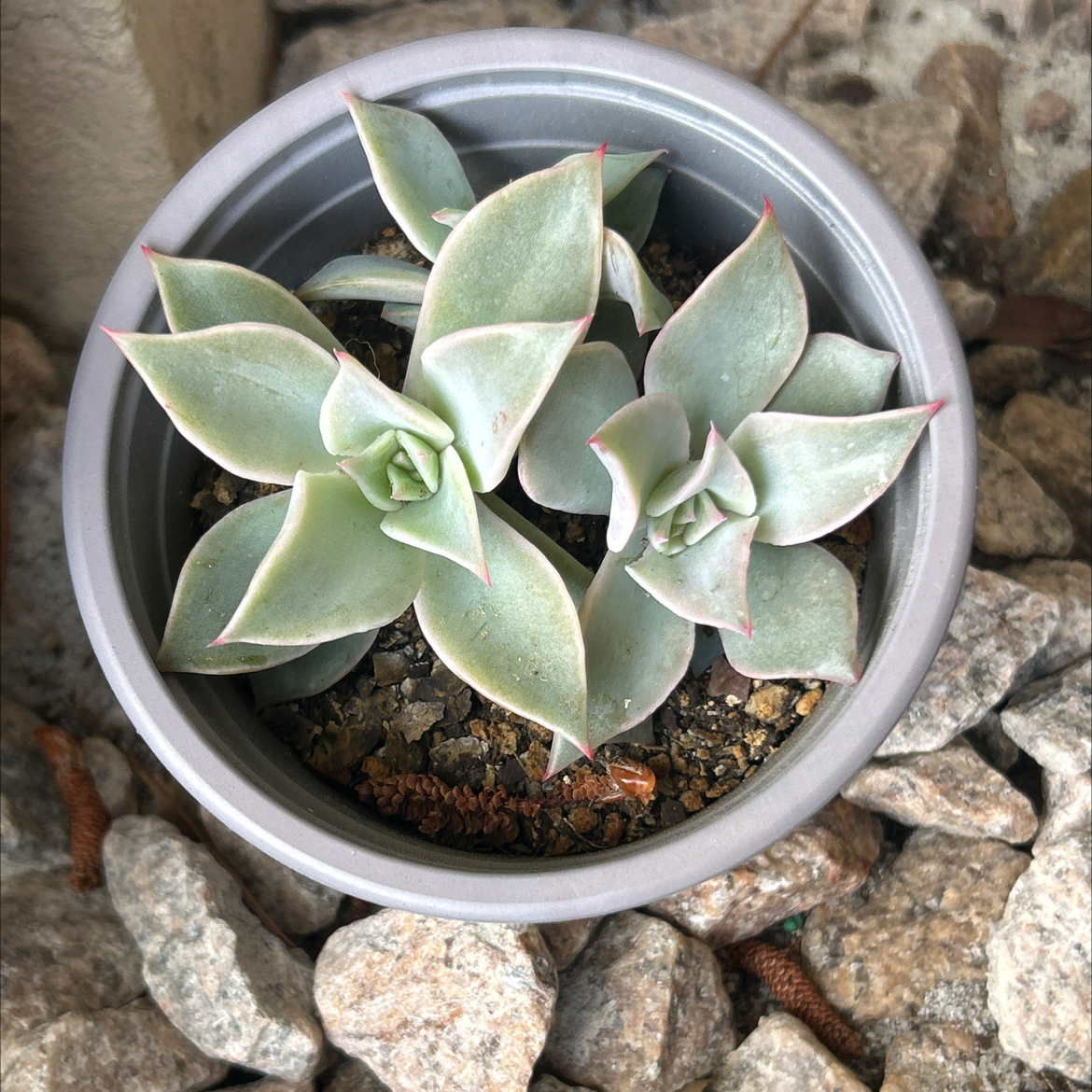 Photo of the plant species Echeveria 'Madiba' by @SharpCatgrass31 named Huckleberry Fern on Greg, the plant care app