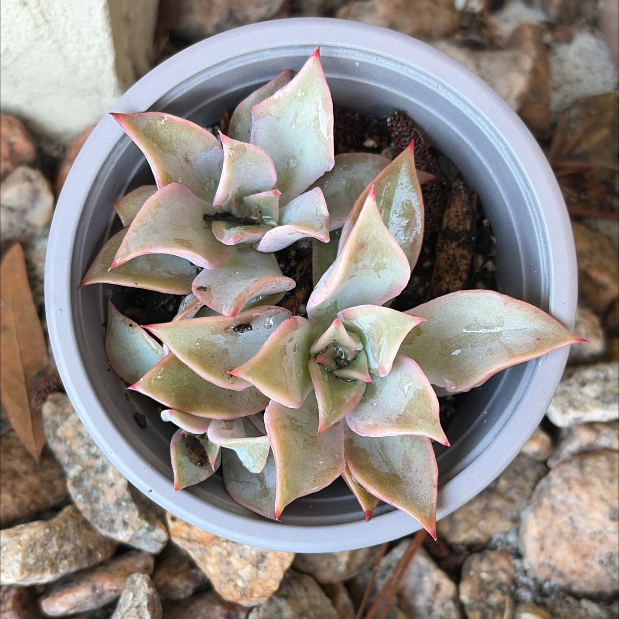 Photo of the plant species Echeveria 'Madiba' by @SharpCatgrass31 named Huckleberry Fern on Greg, the plant care app