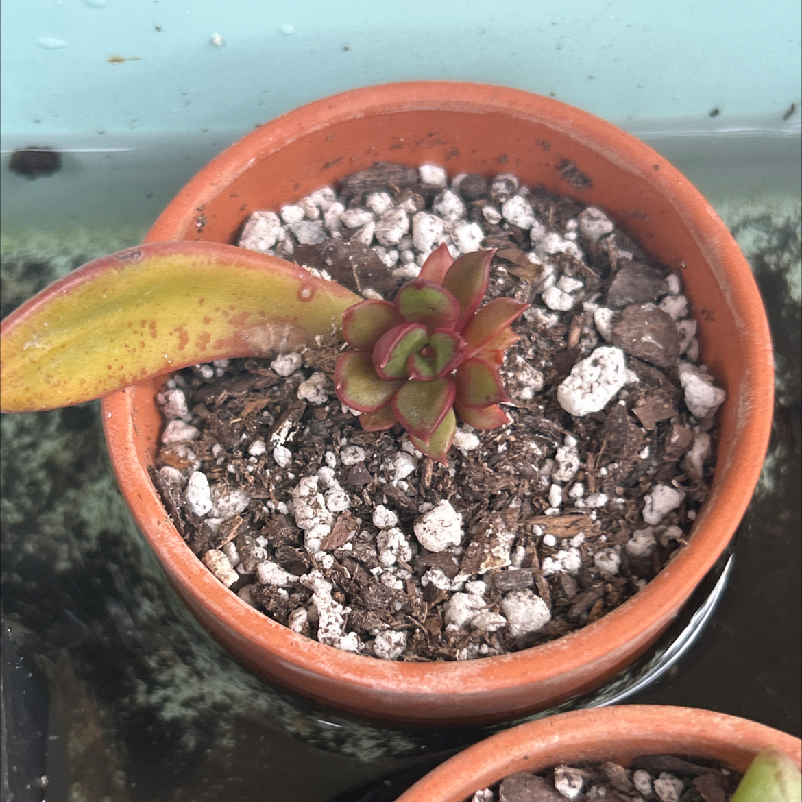 Photo of the plant species Echeveria Hybrid by @SharpCatgrass31 named Kesha on Greg, the plant care app