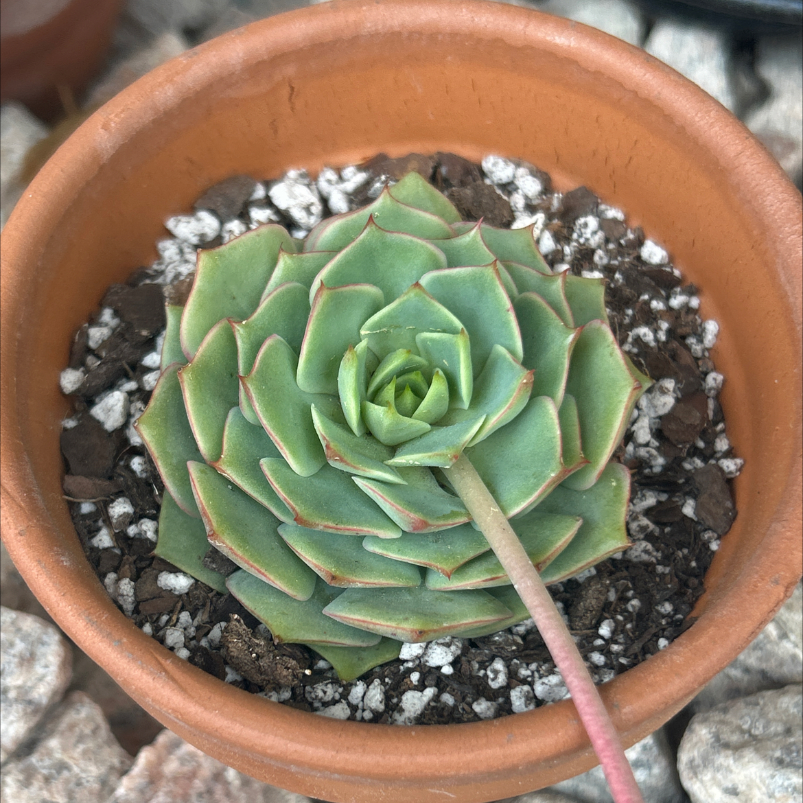 Photo of the plant species Echeveria 'Ramillete' by @SharpCatgrass31 named Ramillete on Greg, the plant care app