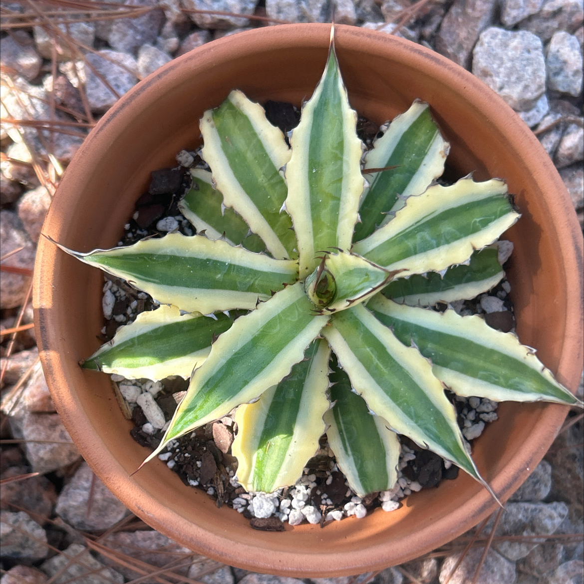 Photo of the plant species century plant by @SharpCatgrass31 named Frostbite on Greg, the plant care app