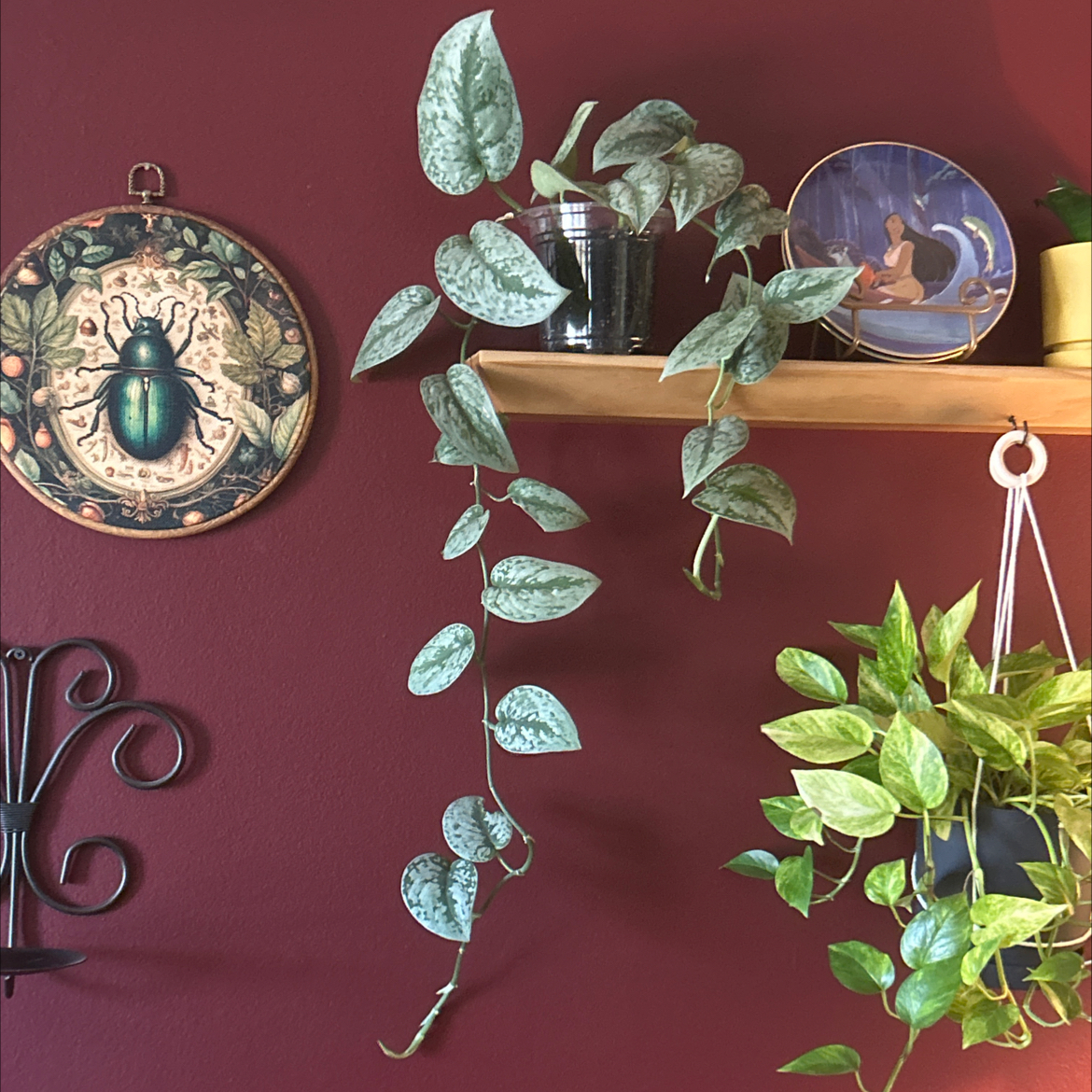 Photo of the plant species Silver Splash Pothos by @SharpCatgrass31 named Bigleef Smalls on Greg, the plant care app