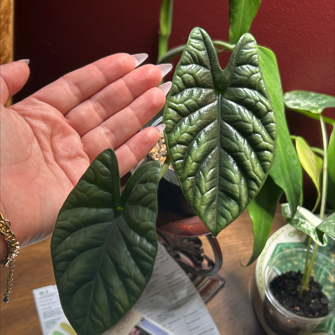 Photo of the plant species Alocasia sinuata 'Quilted Dreams' by @SharpCatgrass31 named Quilty on Greg, the plant care app