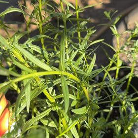 Photo of the plant species Panicled Aster by @EarthlyJicaro87 named Mollie on Greg, the plant care app