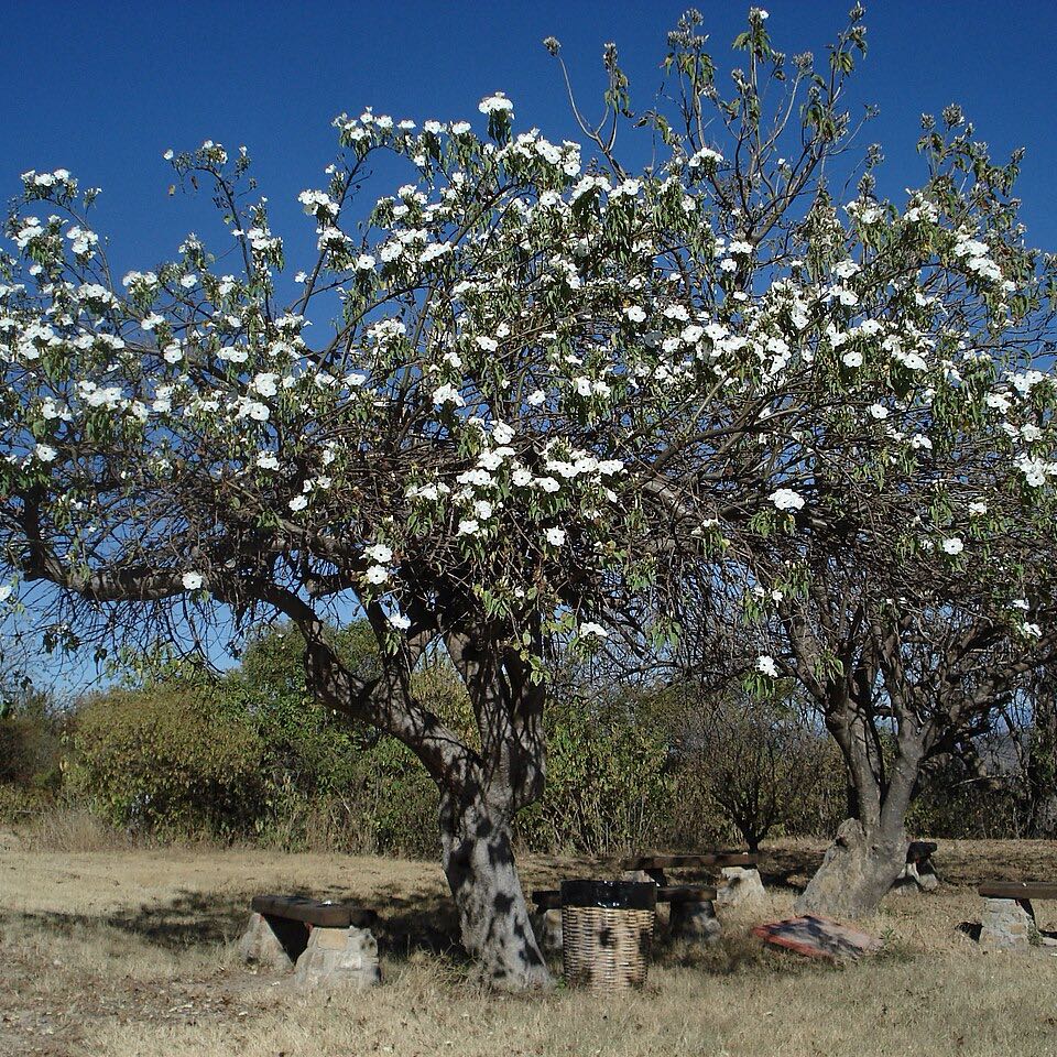 Photo of the plant species Tree Morning Glory by @EarthlyJicaro87 named Elina on Greg, the plant care app