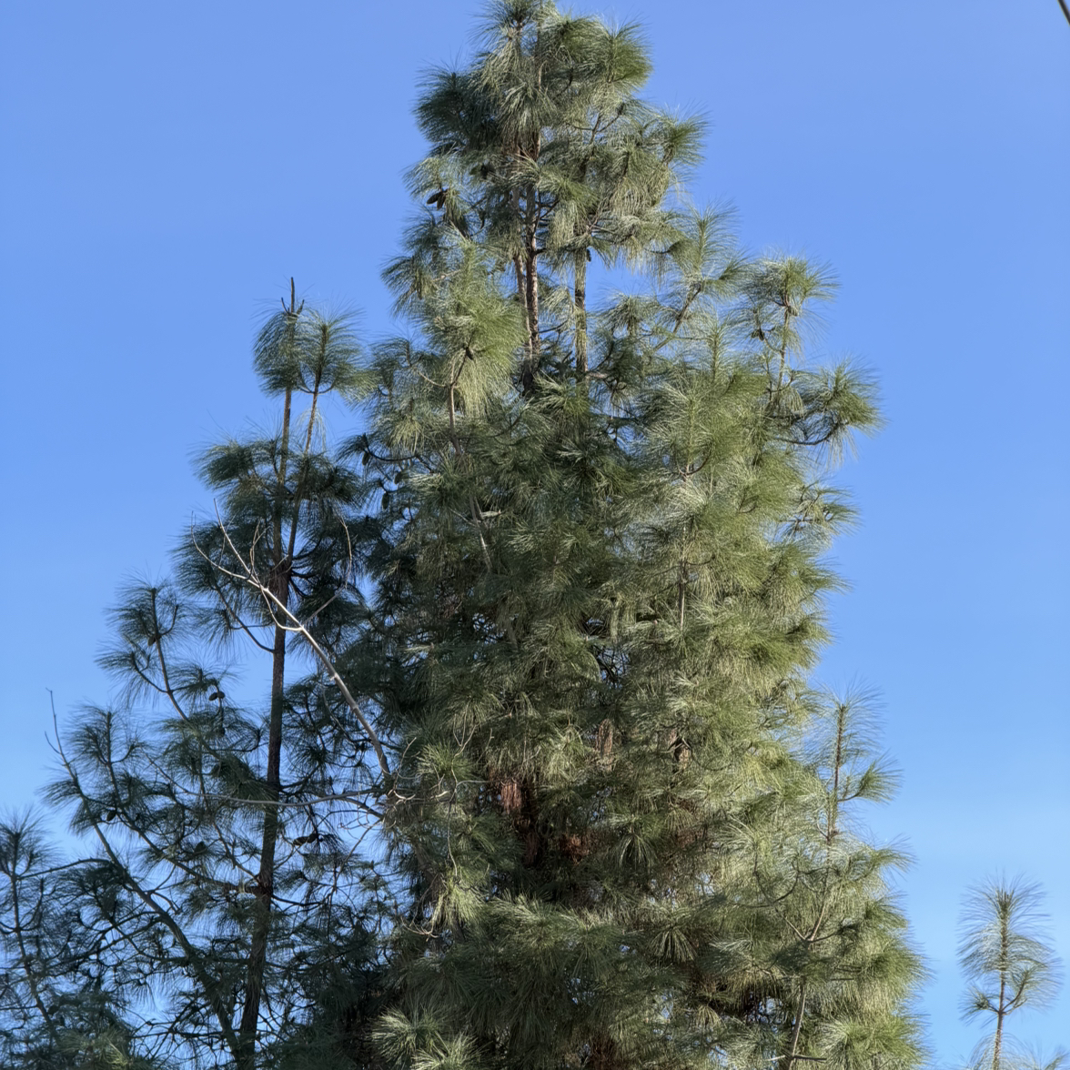 Photo of the plant species Eastern White Pine by @EarthlyJicaro87 named Rihanna on Greg, the plant care app