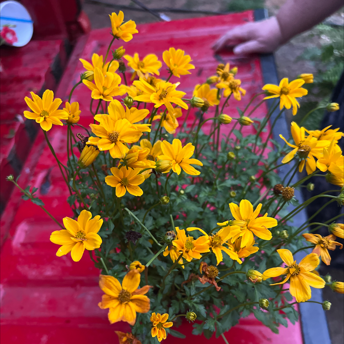 Photo of the plant species Dwarf Marigold by @CoolKippernut69 named Curie on Greg, the plant care app