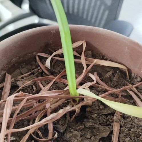 Photo of the plant species Lycoris by @TryMayten69 named Anubis on Greg, the plant care app