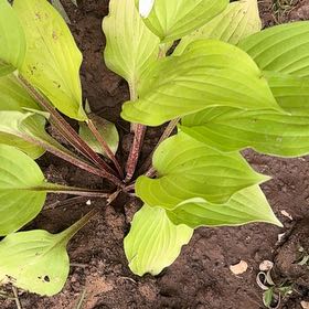 Photo of the plant species Arnoglossum by @YernNoni7 named Leonardo on Greg, the plant care app