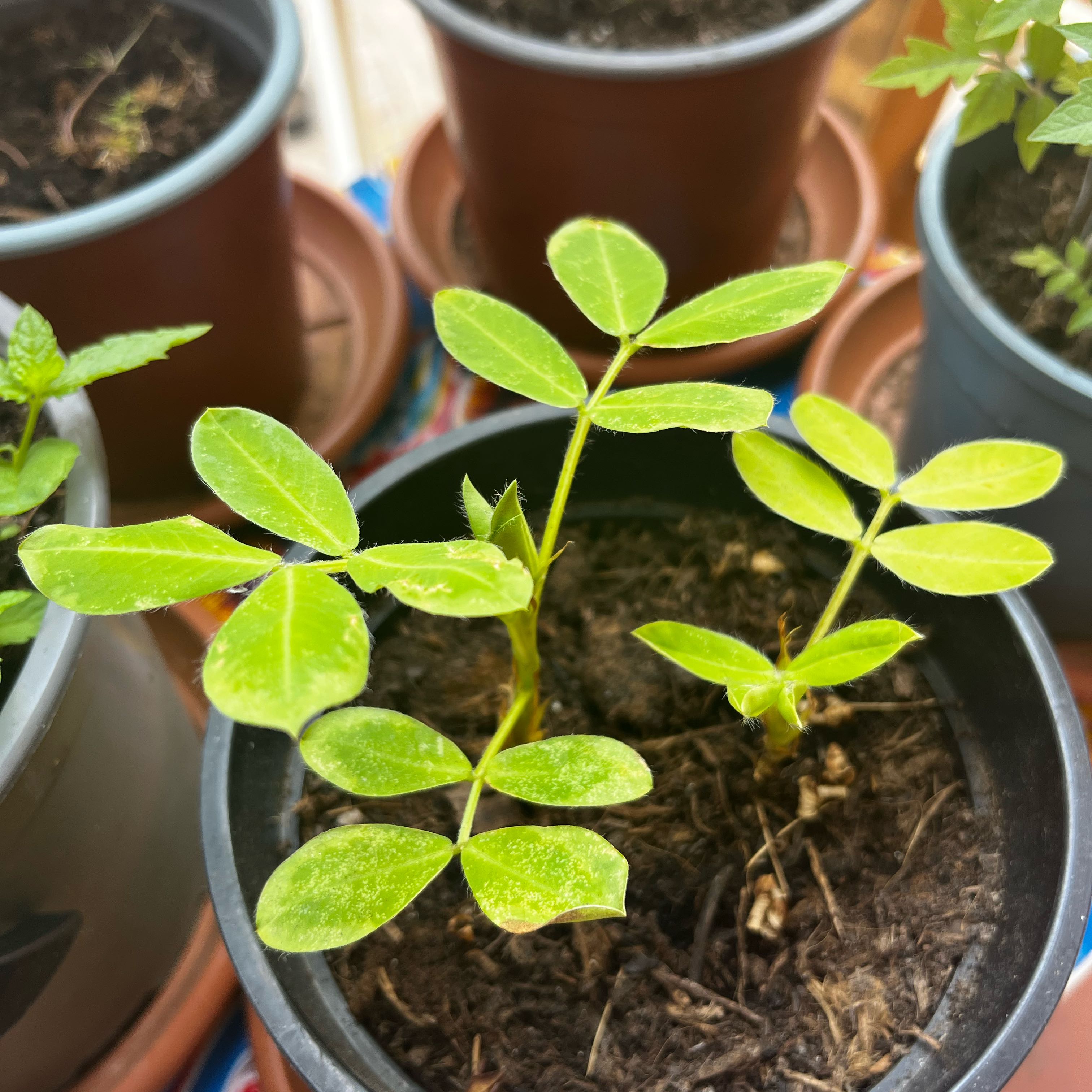 Photo of the plant species Peanut by @SelectCaperbush named Sol on Greg, the plant care app