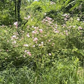 Photo of the plant species Prairie Rose by @SilkenClubmoss named Eva on Greg, the plant care app