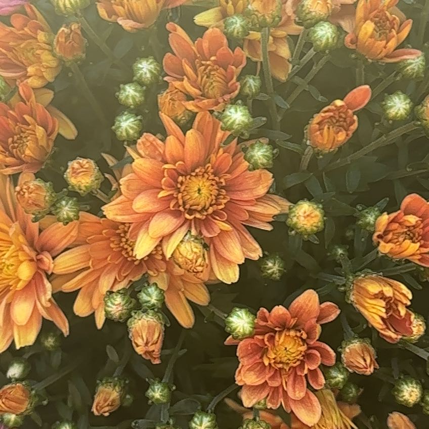 Photo of the plant species Garden Mum 'Leo' by @ChicBaytree54 named Sahara on Greg, the plant care app