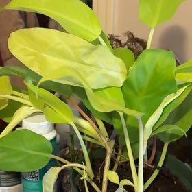 Photo of the plant species Philodendron ‘Ceylon Beauty’ by @ValiantDamsii18 named Leaf Erickson on Greg, the plant care app