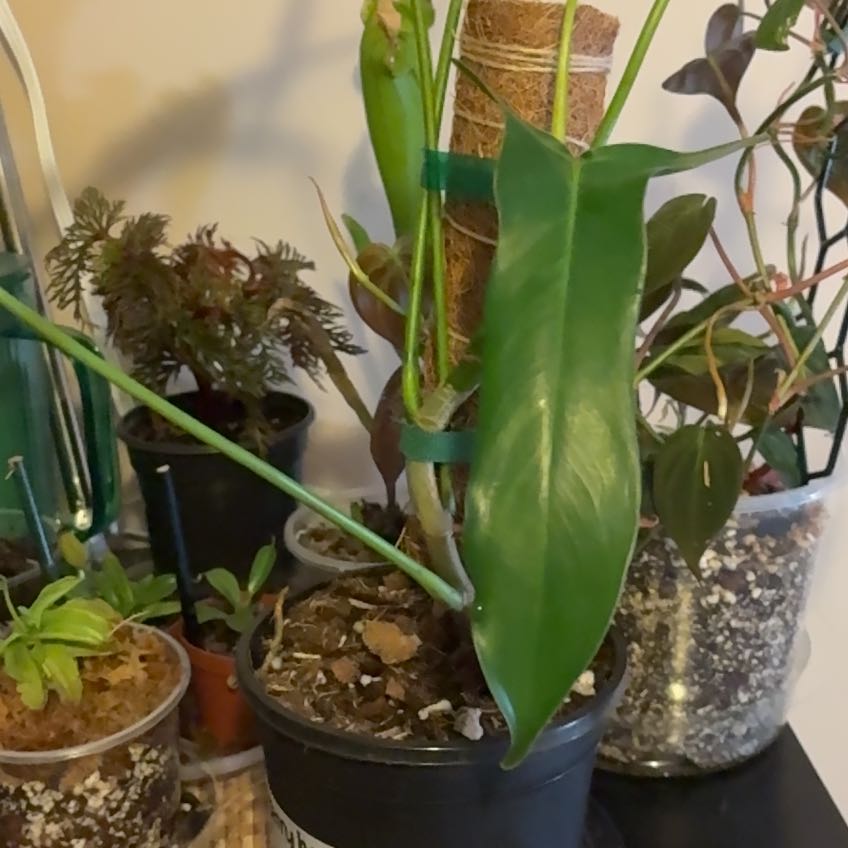 Photo of the plant species Jerry Horne Philodendron by @ValiantDamsii18 named Jerry on Greg, the plant care app