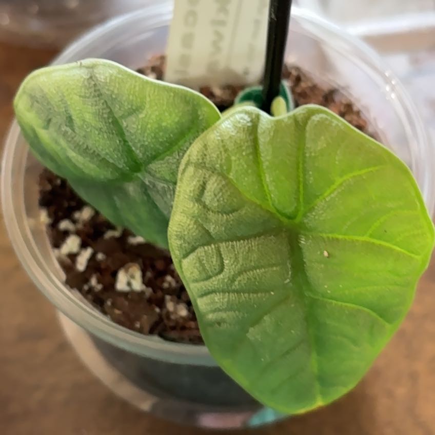 Photo of the plant species Alocasia Lukiwan by @ValiantDamsii18 named Morgan Treeman on Greg, the plant care app