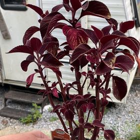 Photo of the plant species Solar Flare by @RealQuince71 named Peter Parker on Greg, the plant care app