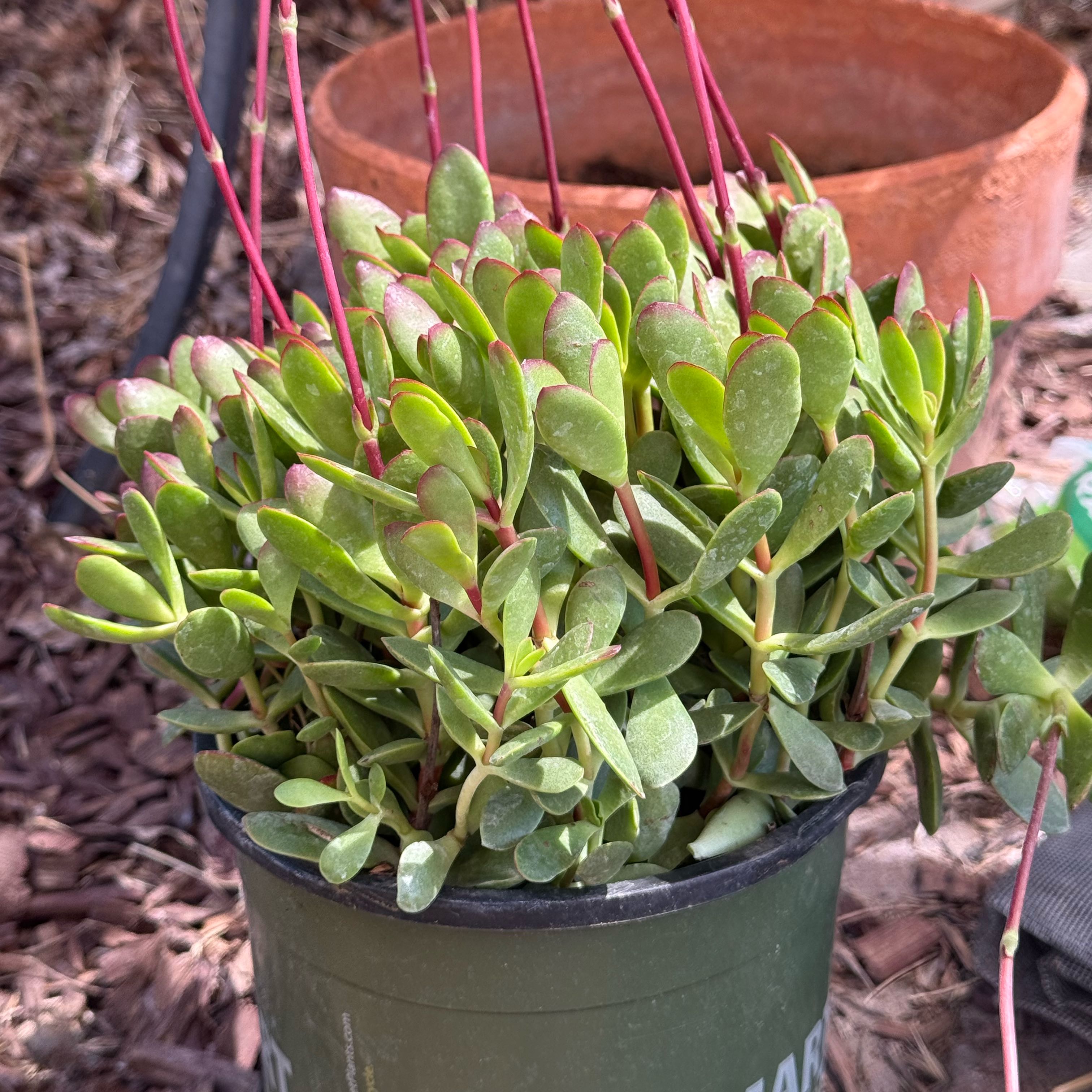 Photo of the plant species Crassula Platyphylla by @ExecKapoktree97 named Taylor Swift on Greg, the plant care app
