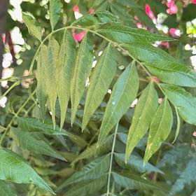 Photo of the plant species Neem by @ExecKapoktree97 named Apollo on Greg, the plant care app