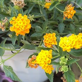 Photo of the plant species Lantana by @ExecKapoktree97 named Marley on Greg, the plant care app
