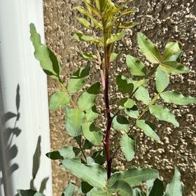 Photo of the plant species Cyprus Turpentine by @ExecKapoktree97 named Ronaldo on Greg, the plant care app